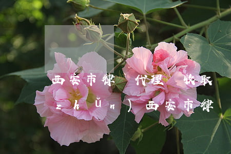 西安市律師代理費收取標(biāo)準(zhǔn)(西安市律師服務(wù)收費標(biāo)準(zhǔn))