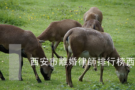 西安市離婚律師排行榜(西安離婚律師排名)