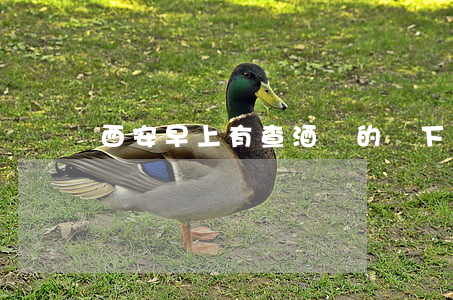 西安早上有查酒駕的嗎(下半夜有查酒駕的嗎)