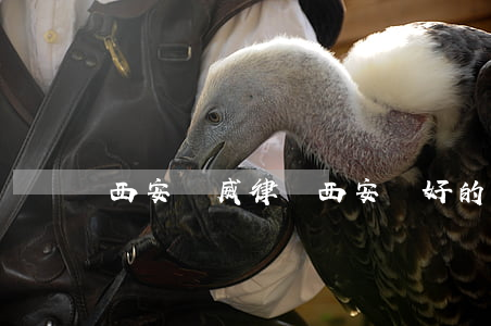 西安權威律師(西安較好的律師)