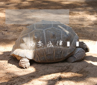西安法律顧問一年多少錢