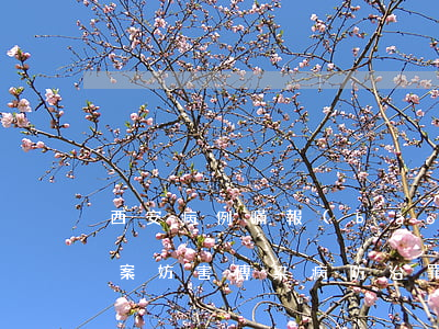 西安病例瞞報(bào)致十余人感染被立案 妨害傳染病防治罪判幾年