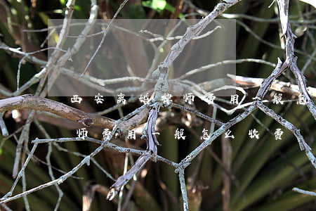 西安离婚律师费用一般怎么收费(西安离婚律师费用一般怎么收费)
