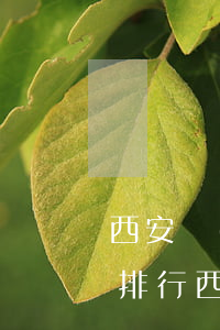 西安經(jīng)濟律師事務(wù)所排行(西安十大律師)