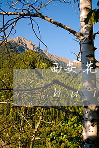 西安花唄信用卡逾期(花唄逾期了信用卡會(huì)受影響嗎)