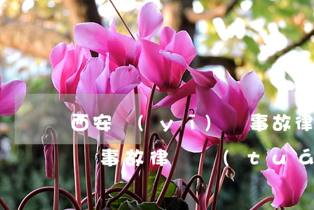 西安醫(yī)療事故律師(西安醫(yī)療事故律師團(tuán)隊(duì))