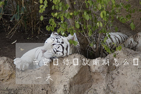 西安銀行還款逾期怎么辦(西安銀行還款晚了一天)