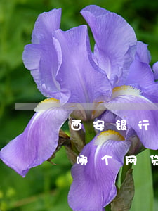 西安银行的网贷逾期了(西安银行有限公司是哪个网贷)