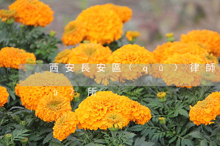 西安長安區(qū)律師(長安律師事務(wù)所)