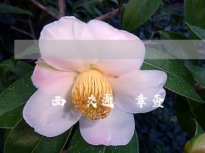 西寧交通違章查詢