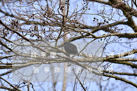 西寧優(yōu)選律師網(wǎng)上(西寧律師咨詢免費)