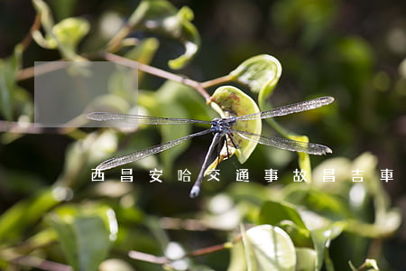 西昌安哈交通事故(昌吉車(chē)禍新聞)