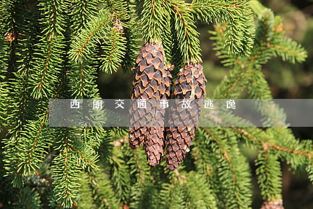 西朗交通事故逃逸