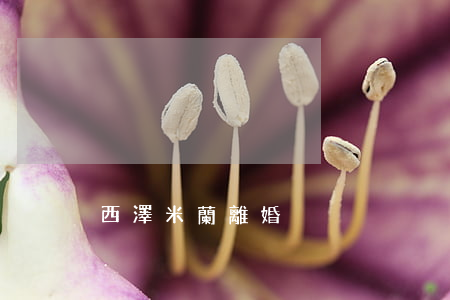 西澤米蘭離婚