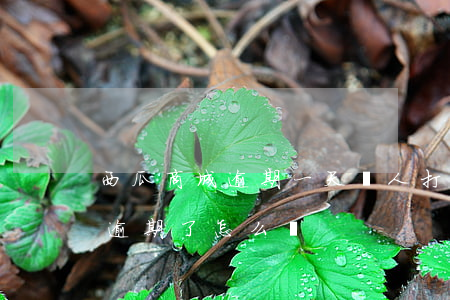 西瓜商城逾期一天沒人打我電話-西瓜錢包逾期了怎么樣