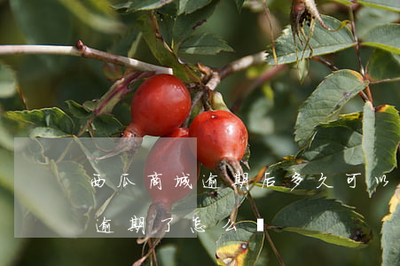 西瓜商城逾期后多久可以再申請-西瓜錢包逾期了怎么樣