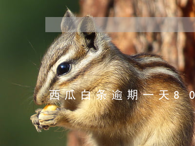 西瓜白条逾期一天80(白条逾期60天)
