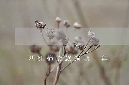 西红柿贷款逾期一年