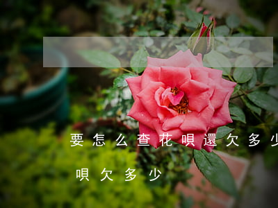 要怎么查花唄還欠多少(支付寶怎么看自己花唄欠多少)