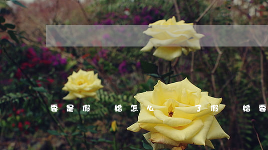 要是假離婚怎么辦(辦了假離婚要真離婚怎么辦)
