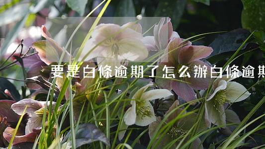 要是白條逾期了怎么辦（白條逾期能不能買房）