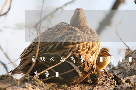 要跟父母商量再離婚嗎(離婚需要和雙方父母商量嗎)