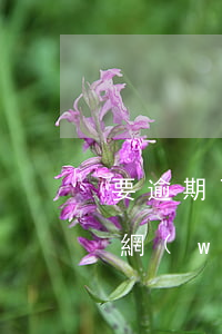 要逾期了有錢(qián)先還信用卡還是網(wǎng)貸-要逾期了有錢(qián)先還信用卡還是網(wǎng)貸呢
