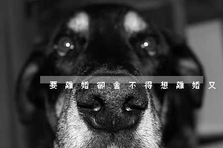 要離婚卻舍不得(想離婚又舍不得這份感情)