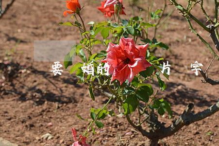 要離婚的說說圖片帶字