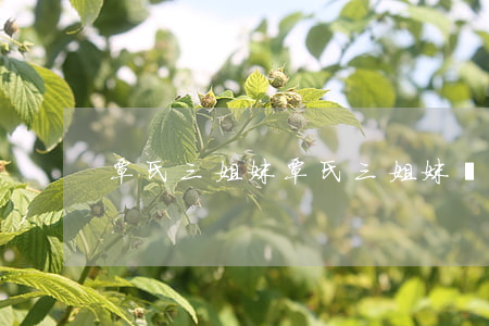 覃氏三姐妹(覃氏三姐妹圖)
