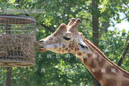 親人的信用卡逾期會(huì)影響到本人嗎?（用親人信用卡逾期）