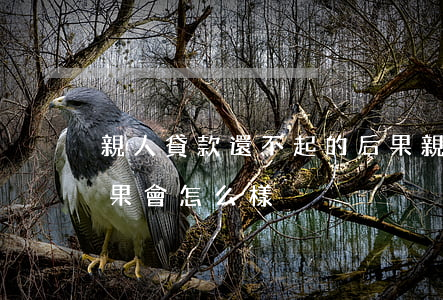 親人貸款還不起的后果(親人貸款還不起的后果會怎么樣)