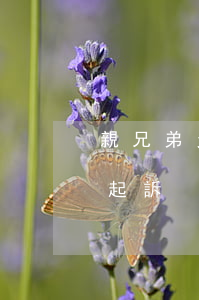 親兄弟欠賬不還能起訴嗎（親兄弟還不起借錢起訴）