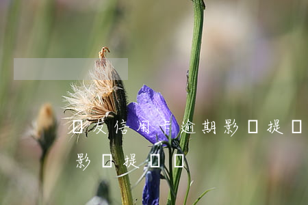 親友信用卡逾期影響提額嗎(親友信用卡逾期影響提額嗎)