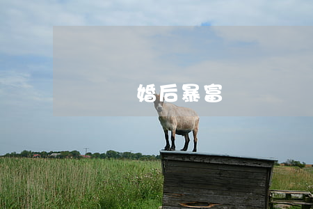 親媽離婚后暴富