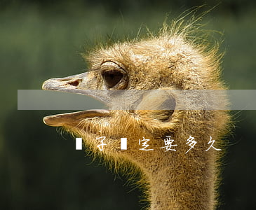 親子鑒定要多久