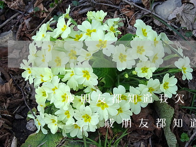 親戚朋友都知道我欠網(wǎng)貸怎么辦-親戚朋友都知道我欠網(wǎng)貸怎么辦呢