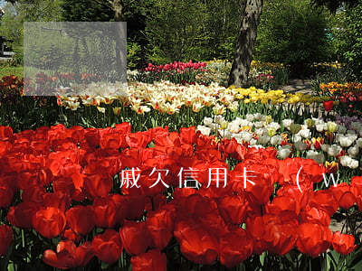 親戚欠信用卡網(wǎng)貸怎么辦