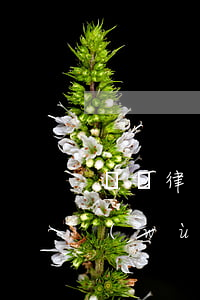 觀韜律師事務(wù)所排名(觀策律師事務(wù)所怎么樣)