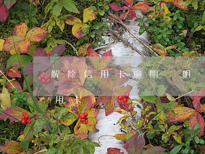 解除信用卡逾期證明(憑釋放證明處理逾期信用卡)