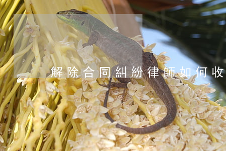 解除合同糾紛律師如何收費