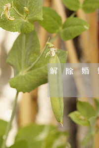 解除婚姻关系协议书的写法是什么