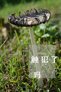 触犯了刑法可以外出打工吗(缓刑能外出打工吗)