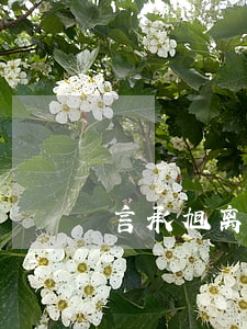 言承旭离婚