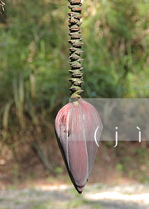 計(jì)劃生育條例
