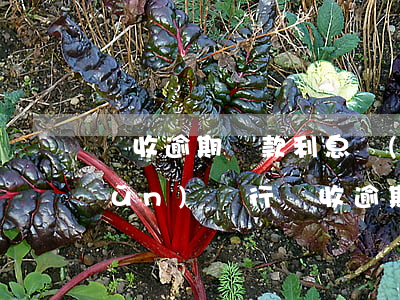 計收逾期貸款利息標(biāo)準(zhǔn)(銀行計收逾期利息規(guī)定)