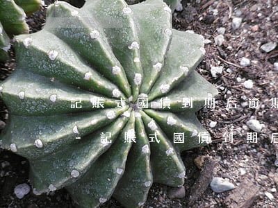 記賬式國債到期后逾期不加計(jì)利息-記賬式國債到期后逾期不加計(jì)利息怎么算