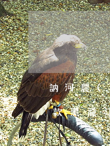 訥河農(nóng)業(yè)銀行逾期貸款(黑龍江訥河農(nóng)行案件)
