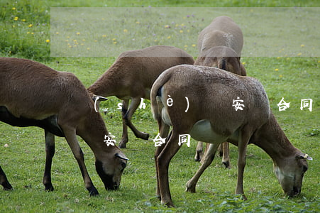 設(shè)備安裝合同(凈水設(shè)備安裝合同)