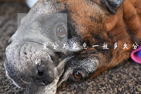 設置分期免息一般多久 分期免息是怎么付款的